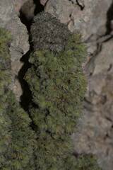 Erica occulta
