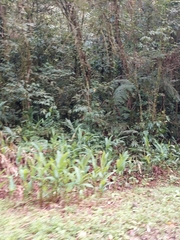 Hedychium coronarium