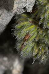 Erica occulta