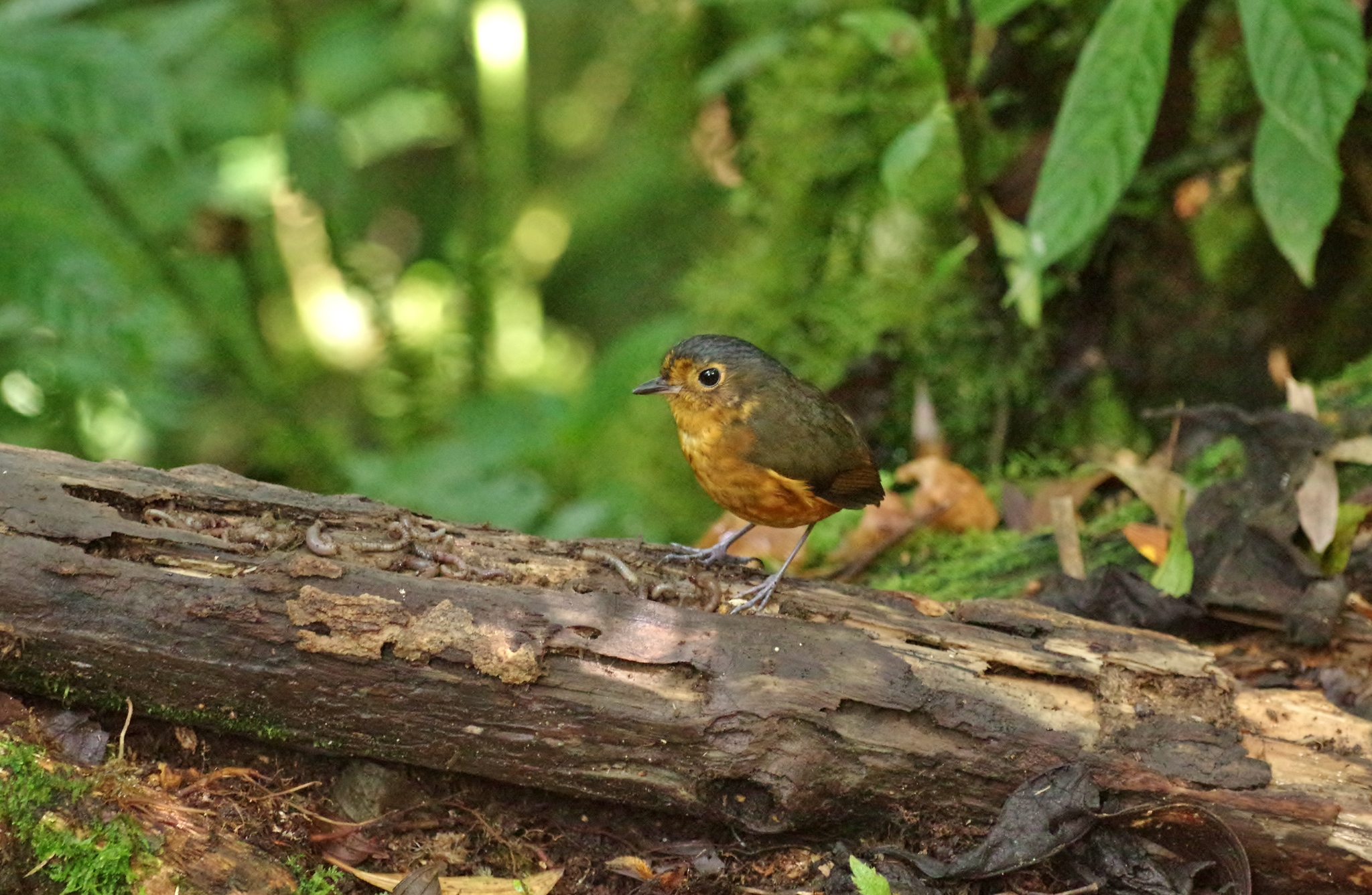 Slaty-crowned antpitta