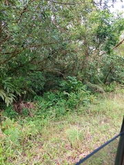 Hedychium coronarium