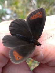 Erebia