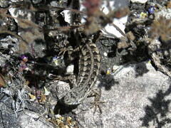 Sceloporus jalapae