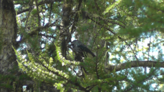 Nucifraga caryocatactes