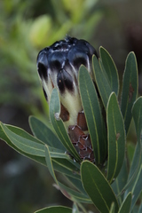 Protea lepidocarpodendron