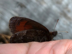 Erebia