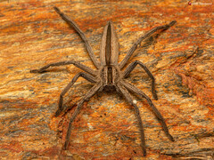 Pseudomicrommata longipes