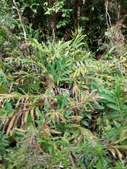 Hedychium coronarium