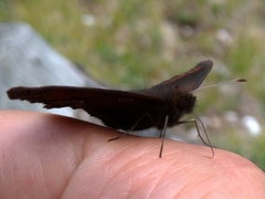 Erebia
