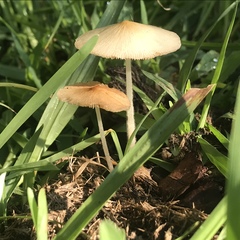 Conocybe apala albipes