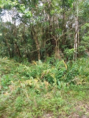 Hedychium coronarium