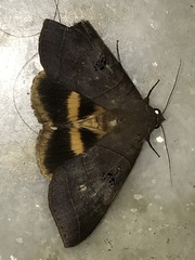 Thyas coronata