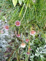 Erigeron alpinus