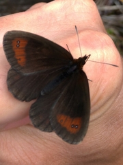 Erebia