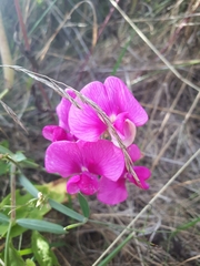 Lathyrus latifolius