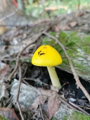 Amanita