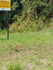 Hedychium coronarium
