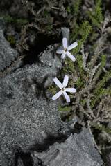 Jamesbrittenia calciphila