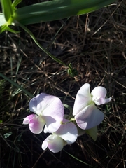Lathyrus latifolius