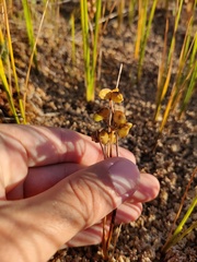 Scheuchzeria palustris