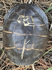 Chrysemys picta picta