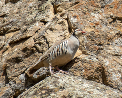 Alectoris chukar