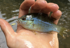 Lepomis auritus