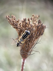 Helophilus trivittatus