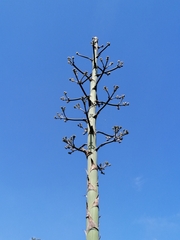 Agave
