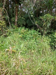 Hedychium coronarium