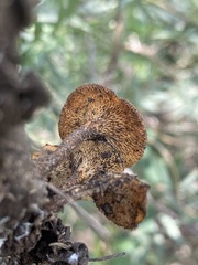 Lentinus arcularius