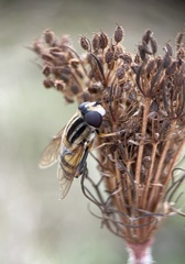 Helophilus trivittatus