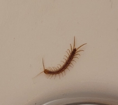 Lithobius forficatus