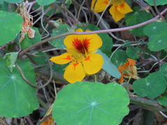 Tropaeolum majus