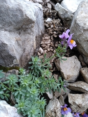 Linaria alpina