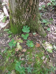 Sanguinaria canadensis