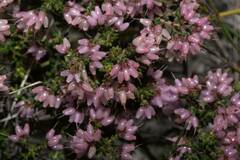 Erica interrupta