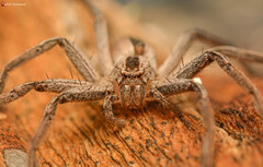 Pseudomicrommata longipes