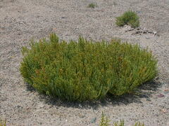 Arthrocaulon macrostachyum