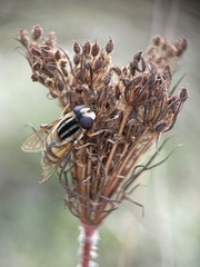 Helophilus trivittatus