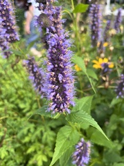 Agastache