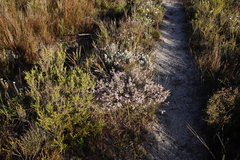 Amphithalea ericifolia