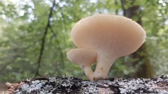 Polyporus tuberaster