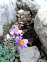 Linaria alpina