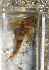 Cottus caeruleomentum