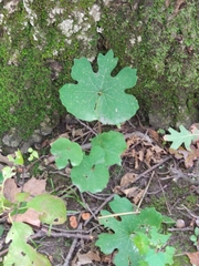 Sanguinaria canadensis