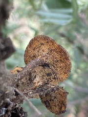 Lentinus arcularius