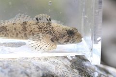 Cottus caeruleomentum