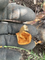 Gymnopilus luteofolius