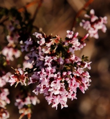 Amphithalea ericifolia